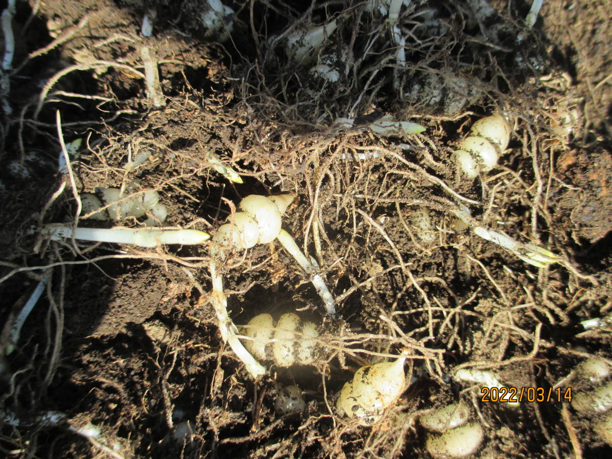 埼玉県産 無農薬栽培 チョロギ 種 丁呂木 25芽 700 野菜 売買されたオークション情報 Yahooの商品情報をアーカイブ公開 オークファン Aucfan Com