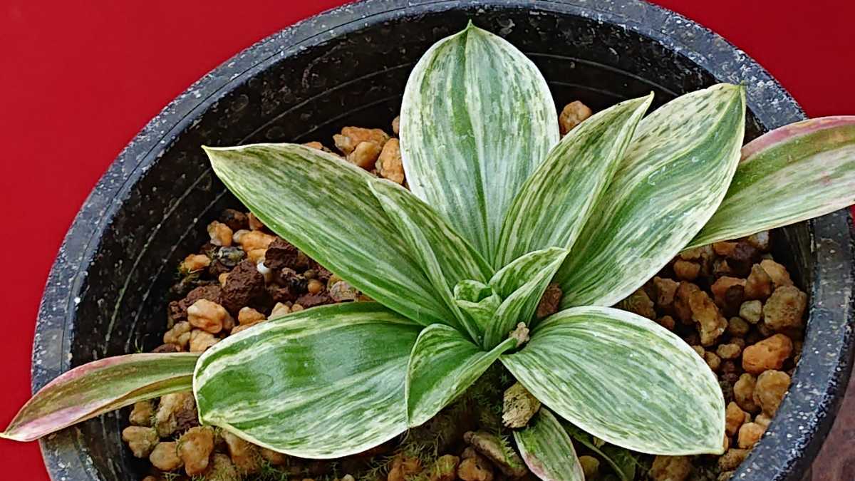 山野草 斑入り 猩々袴 秋紅の輝き ショウジョウバカマ 鉢植え 売買されたオークション情報 Yahooの商品情報をアーカイブ公開 オークファン Aucfan Com