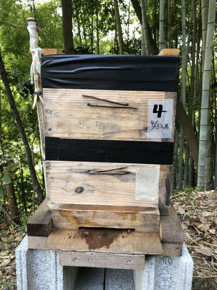 日本ミツバチ 日本蜜蜂 みつばち 4月13日入居 分蜂群巣箱セットNo4