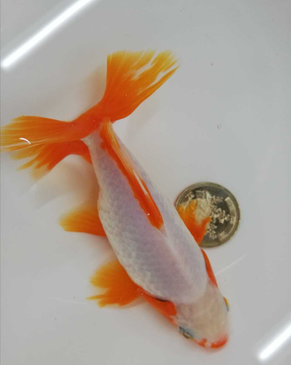 現物出品 六鱗地金 約12cm 金魚 売買されたオークション情報 Yahooの商品情報をアーカイブ公開 オークファン Aucfan Com 現物出品 六鱗地金 約12cm 金魚 売買されたオークション情報 Yahooの商品情報をアーカイブ公開 オークファン Aucfan Com