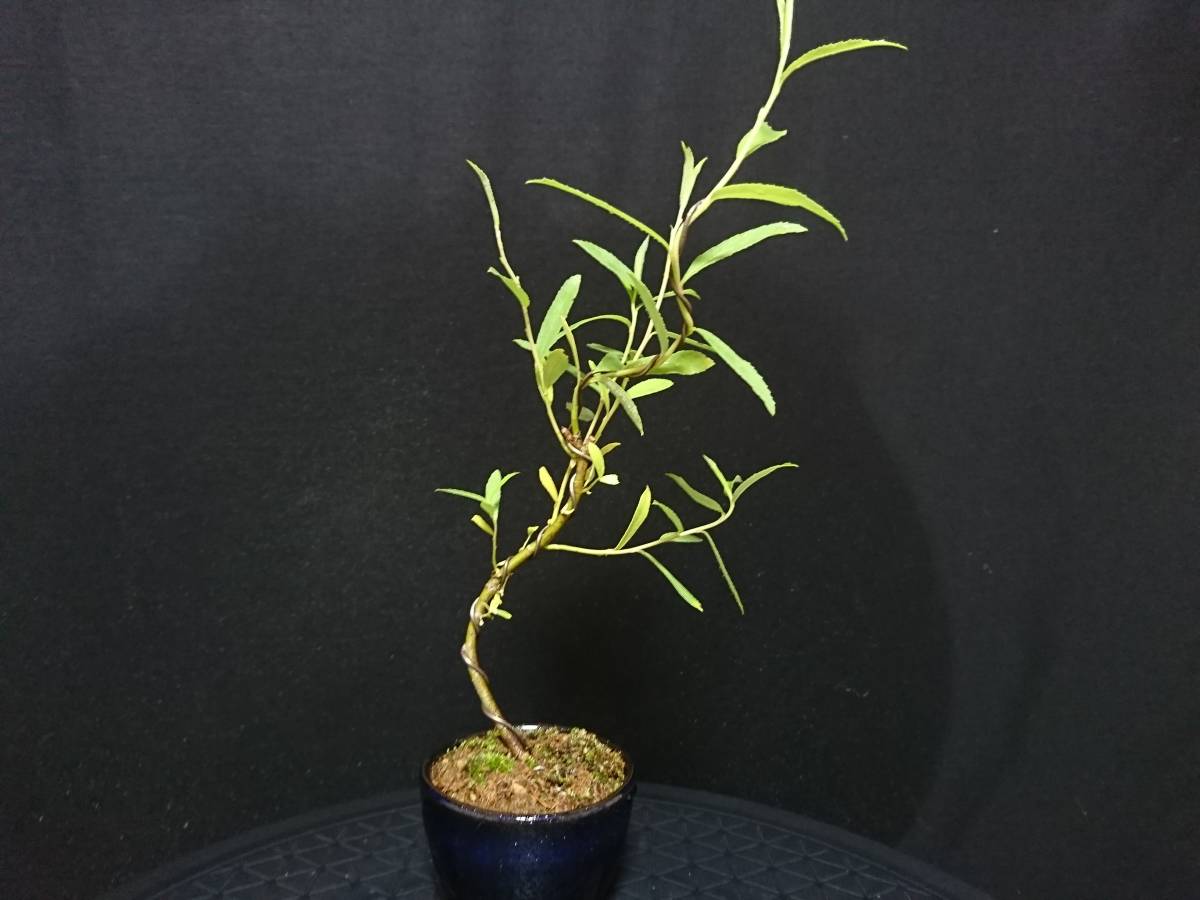 ビャクシン 枝垂れ柳 六角堂 シダレヤナギ ロッカクドウ 樹高２６ 小品盆栽 ミニ盆栽 葉物盆栽 優良素材 No１１８ー８ 盆栽 売買されたオークション情報 Yahooの商品情報をアーカイブ公開 オークファン Aucfan Com
