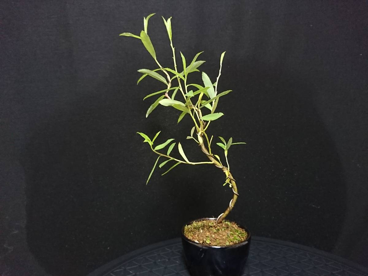ビャクシン 枝垂れ柳 六角堂 シダレヤナギ ロッカクドウ 樹高２６ 小品盆栽 ミニ盆栽 葉物盆栽 優良素材 No１１８ー８ 盆栽 売買されたオークション情報 Yahooの商品情報をアーカイブ公開 オークファン Aucfan Com