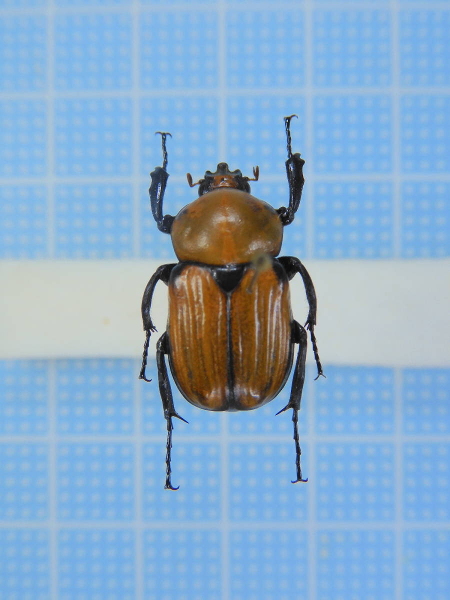 カメルーン産 ビコロールツノハナムグリ 17mm 虫類 売買されたオークション情報 Yahooの商品情報をアーカイブ公開 オークファン Aucfan Com