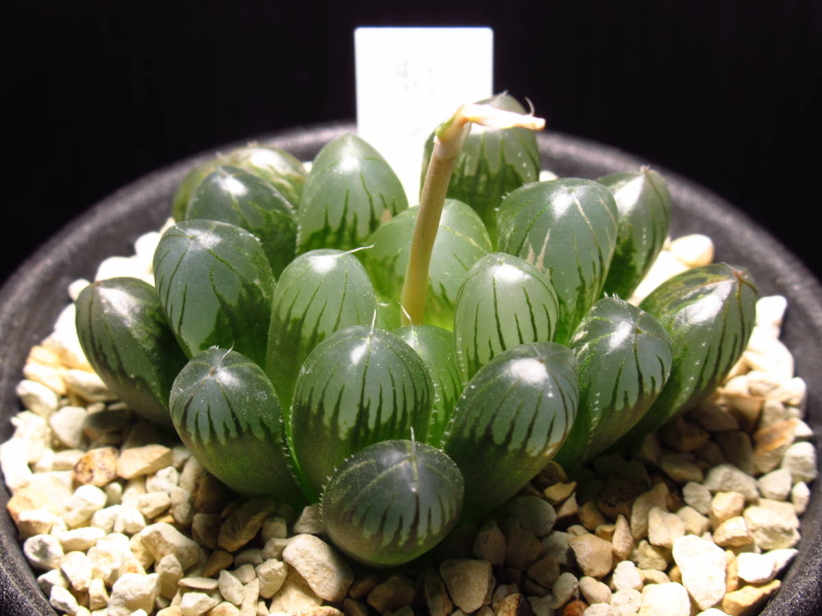ハオルチア 虹の雫（オブツーサ・トルンカータ錦） 赤斑 Haworthia
