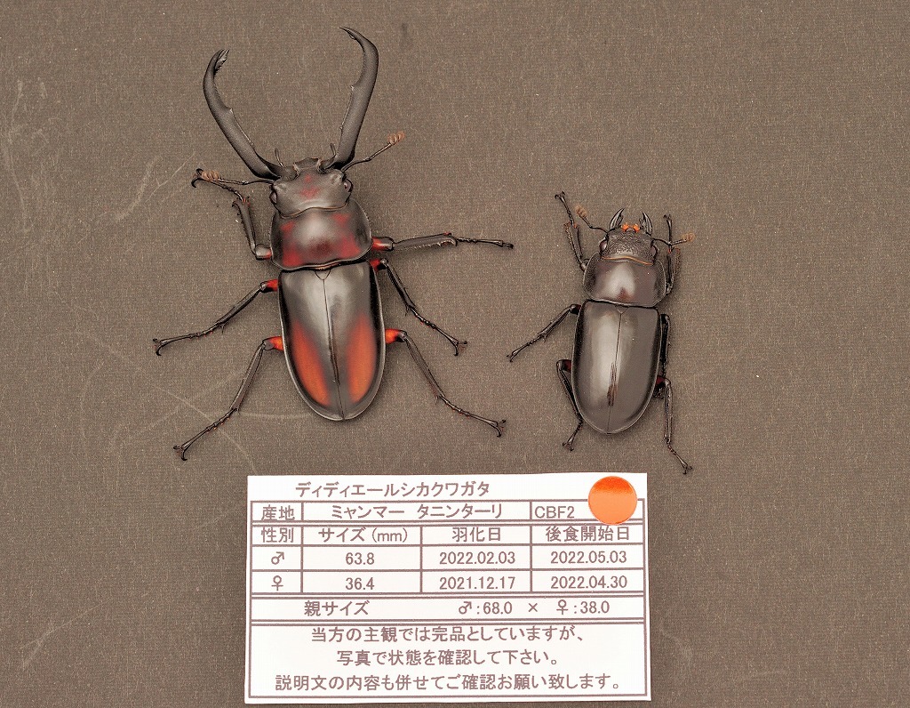 格安，定番 美麗 同腹ペア 後食開始 ディディエールシカクワガタ ♂：63.8mm ♀：36.2mm 5/14 土 又は5/15 日 発送予定(外国産)｜売買されたオークション情報、yahooの商品情報をアーカイブ公開 - オークファン 外国産