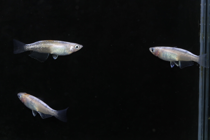 【めだかのビーンズ】小豆オス１メス２　NO.1