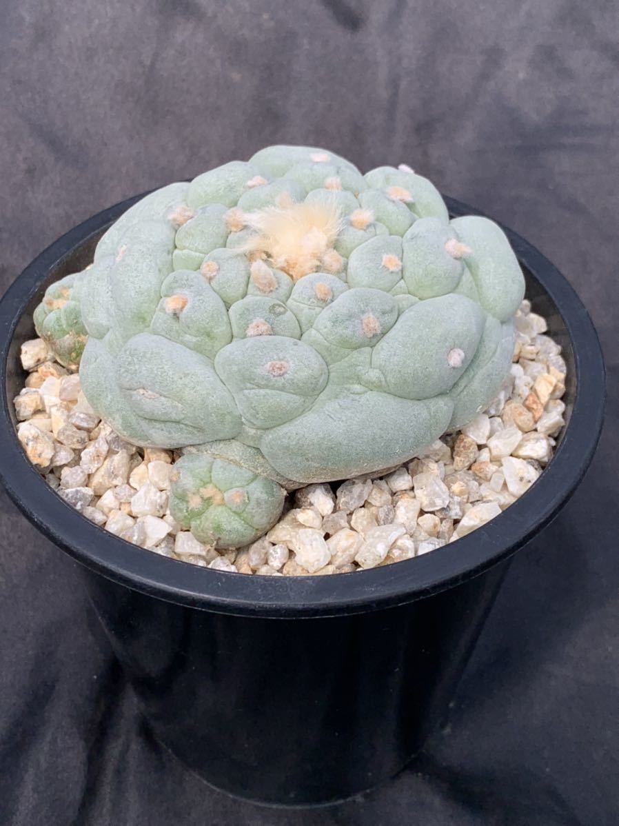 疣 銀冠玉 群生 ロフォフォラ サボテン ロホホラ / 烏羽玉 翠冠玉