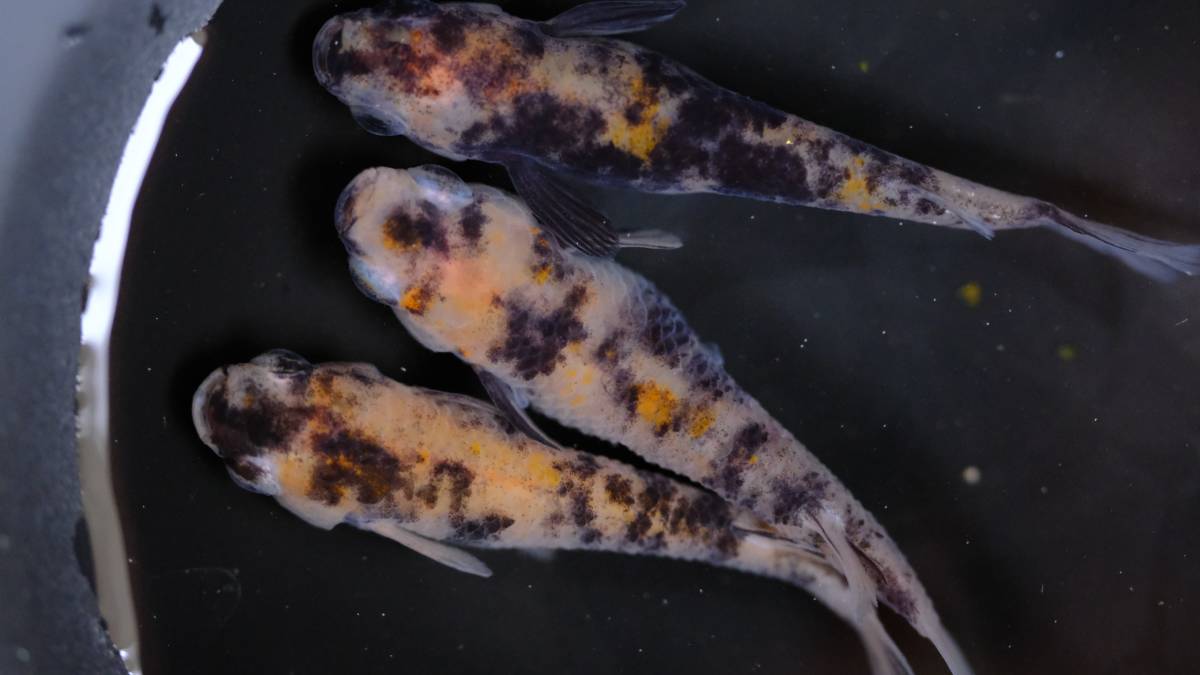 現物出品 桜錦めだか トリオ 三色メダカ 百里めだか めだか 売買されたオークション情報 Yahooの商品情報をアーカイブ公開 オークファン Aucfan Com