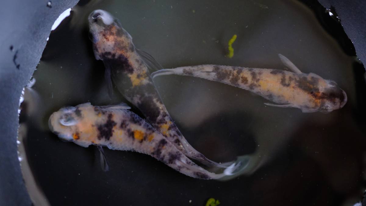 現物出品 桜錦めだか トリオ 三色メダカ 百里めだか めだか 売買されたオークション情報 Yahooの商品情報をアーカイブ公開 オークファン Aucfan Com