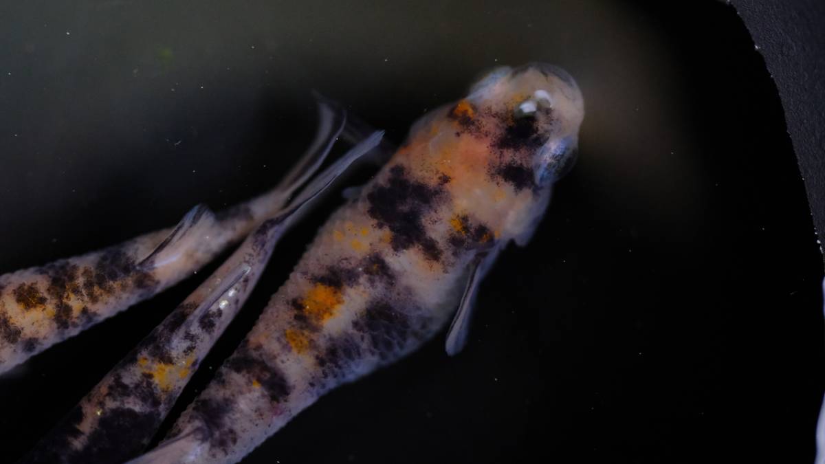 現物出品 桜錦めだか トリオ 三色メダカ 百里めだか めだか 売買されたオークション情報 Yahooの商品情報をアーカイブ公開 オークファン Aucfan Com