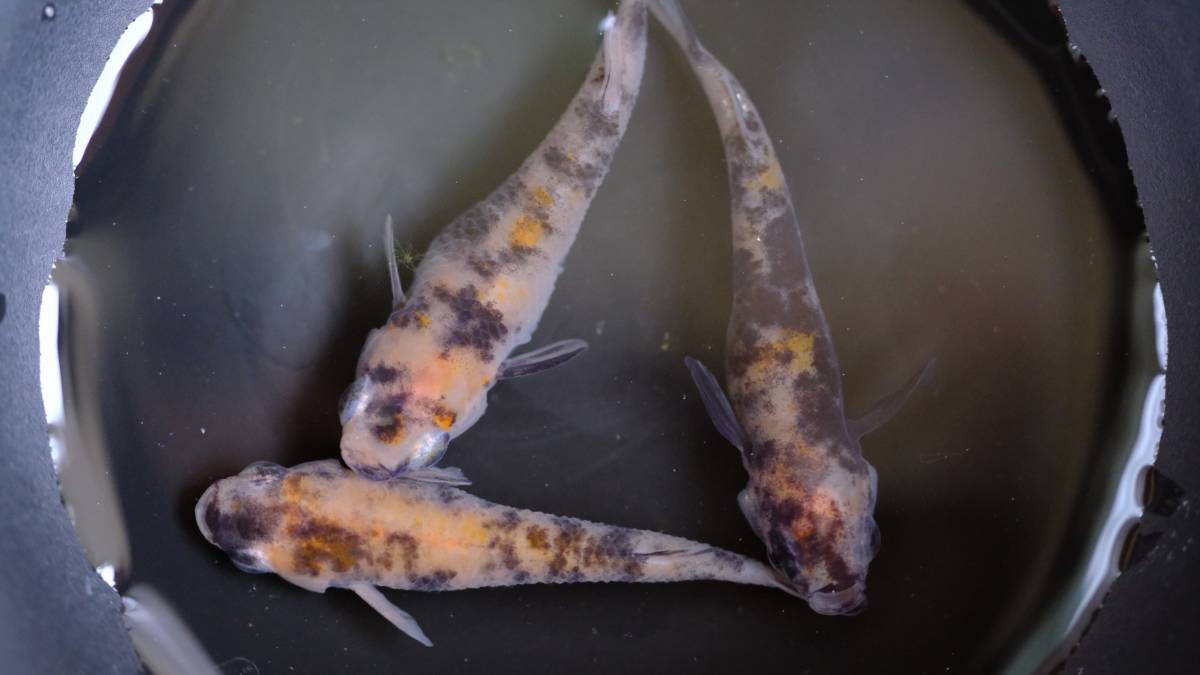 現物出品 桜錦めだか トリオ 三色メダカ 百里めだか めだか 売買されたオークション情報 Yahooの商品情報をアーカイブ公開 オークファン Aucfan Com