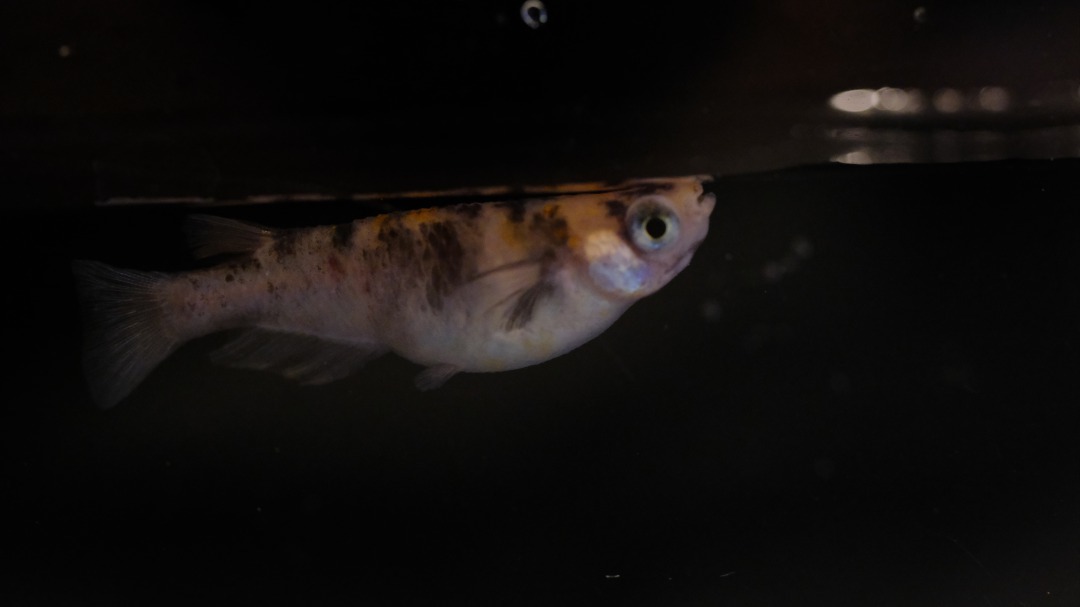 現物出品 桜錦めだか トリオ 三色メダカ 百里めだか めだか 売買されたオークション情報 Yahooの商品情報をアーカイブ公開 オークファン Aucfan Com