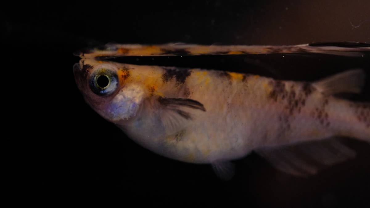 現物出品 桜錦めだか トリオ 三色メダカ 百里めだか めだか 売買されたオークション情報 Yahooの商品情報をアーカイブ公開 オークファン Aucfan Com