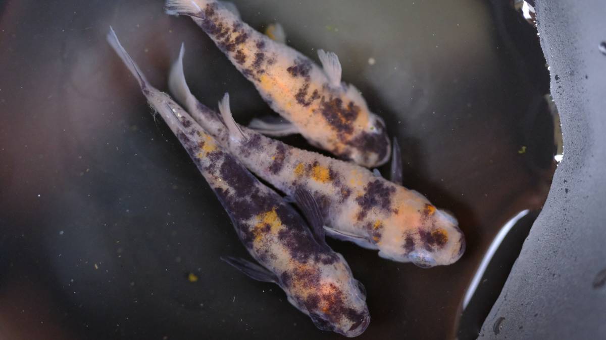 現物出品 桜錦めだか トリオ 三色メダカ 百里めだか めだか 売買されたオークション情報 Yahooの商品情報をアーカイブ公開 オークファン Aucfan Com