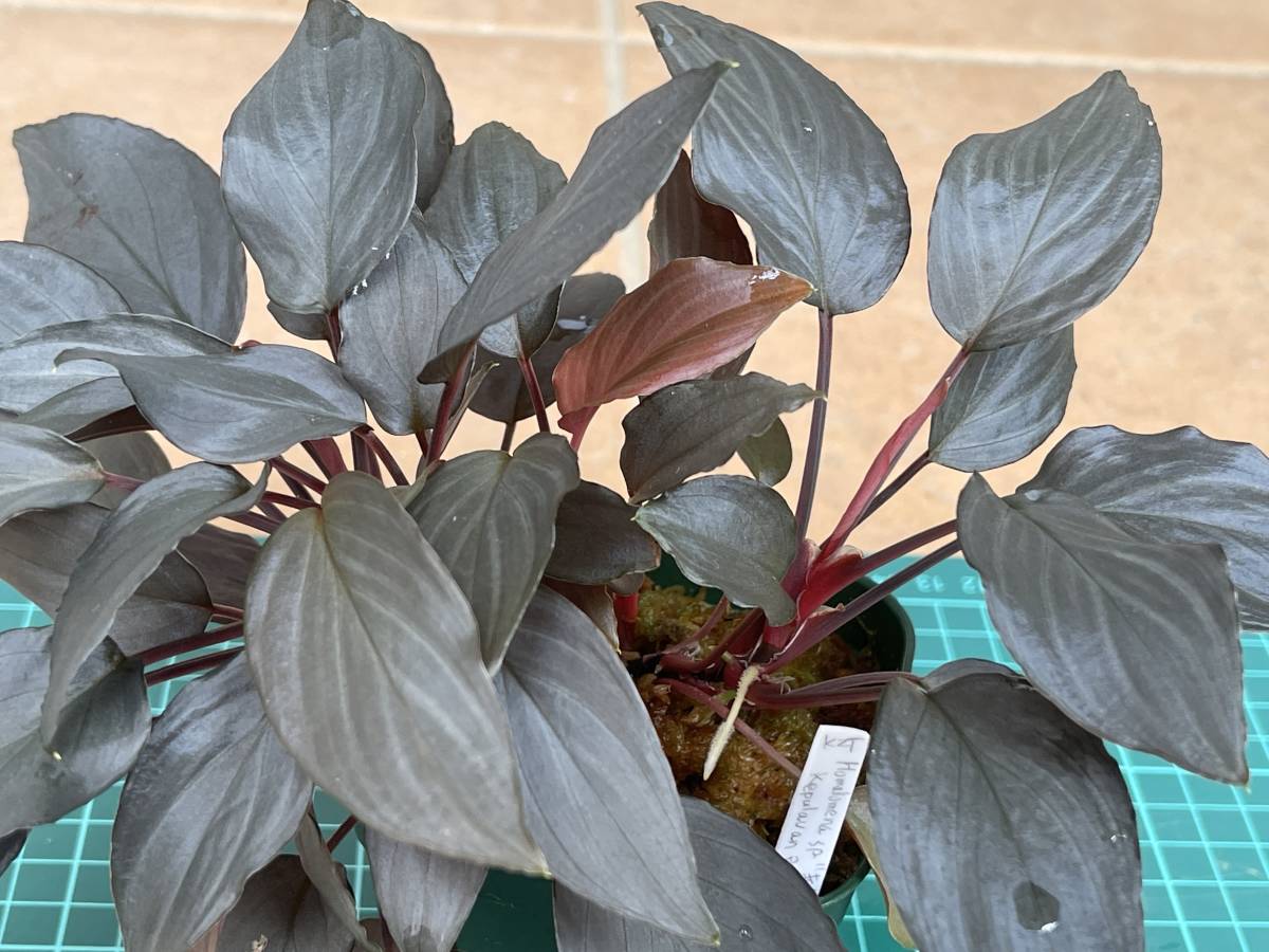 大株】ホマロメナ Homalomena sp. “赤鉄鉱” Kepulauan Riau [SGP