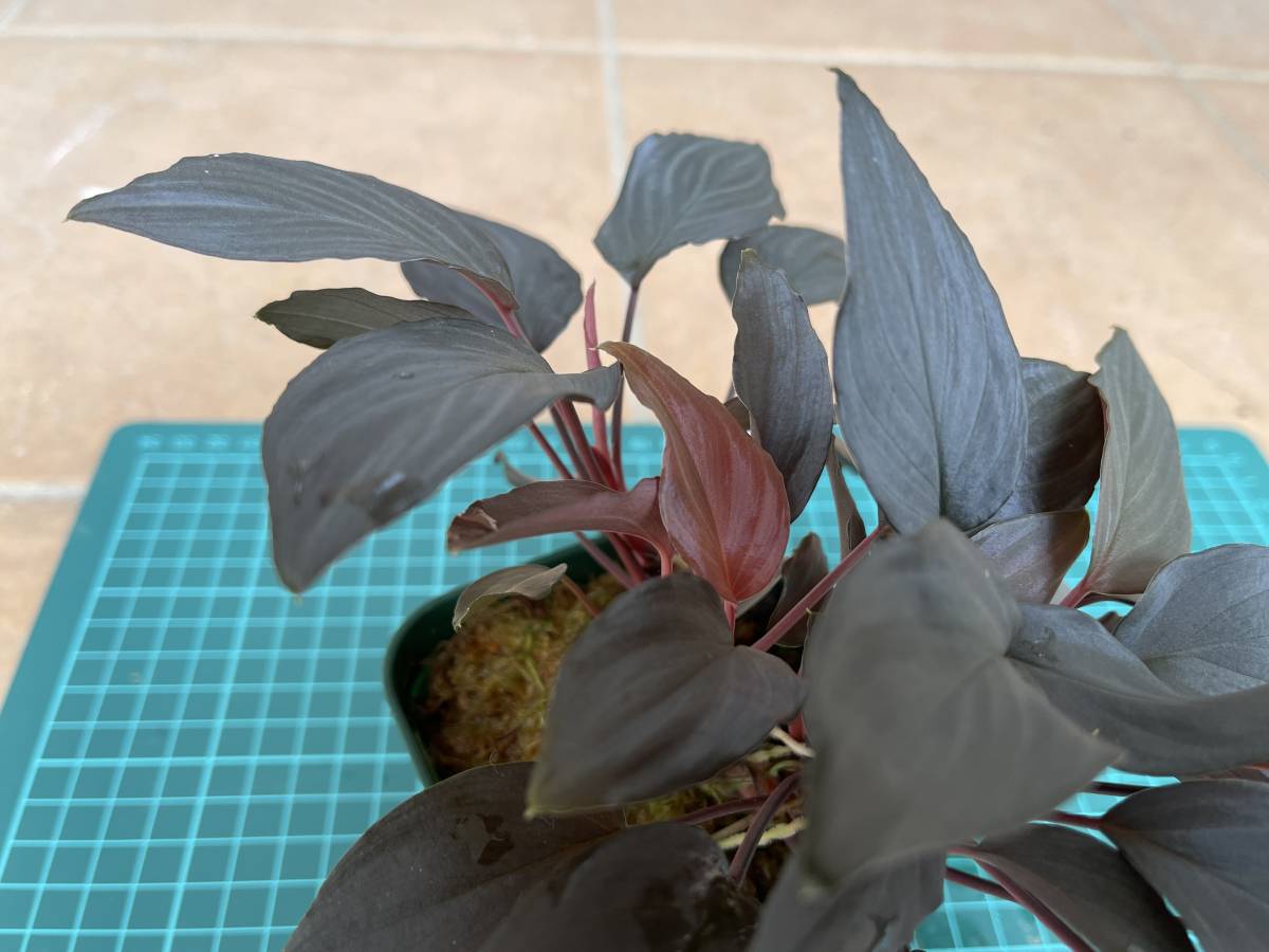 大株】ホマロメナ Homalomena sp. “赤鉄鉱” Kepulauan Riau [SGP