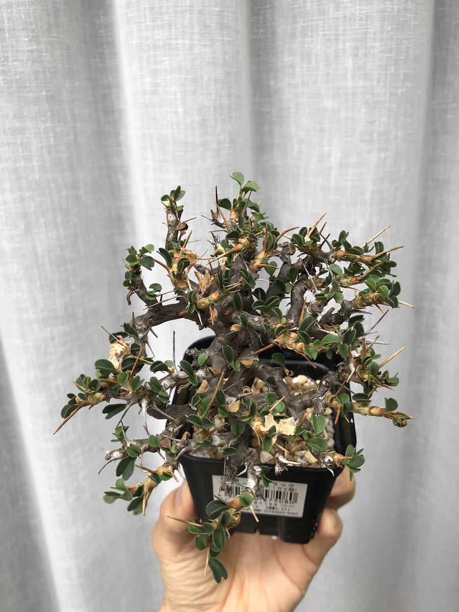 サルコカウロン バンデリエティアエ 現地球 A65477071 - 観葉植物