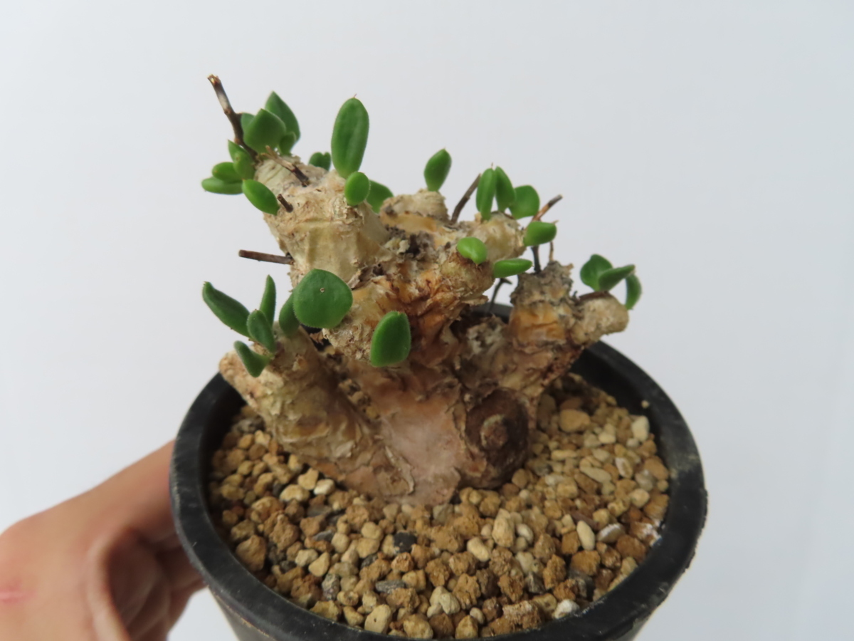 モ230「現地株」チレコドン レティキュラータス 万物想 3.5寸 植え【未