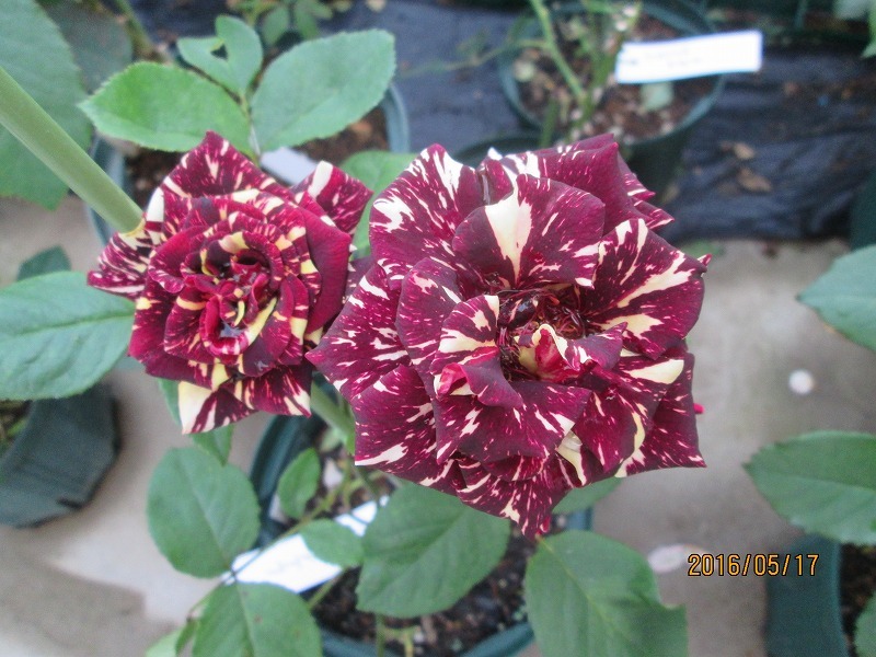 ☆薔薇物語☆アブラカダブラ+ホーカスポーカス☆思いどうりに ☆薔薇物語☆アブラカダブラ+ホーカスポーカス☆思いどうりに