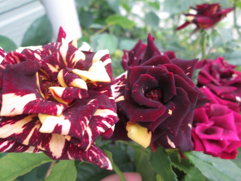 ☆薔薇物語☆アブラカダブラ+ホーカスポーカス☆思いどうりに ☆薔薇物語☆アブラカダブラ+ホーカスポーカス☆思いどうりに