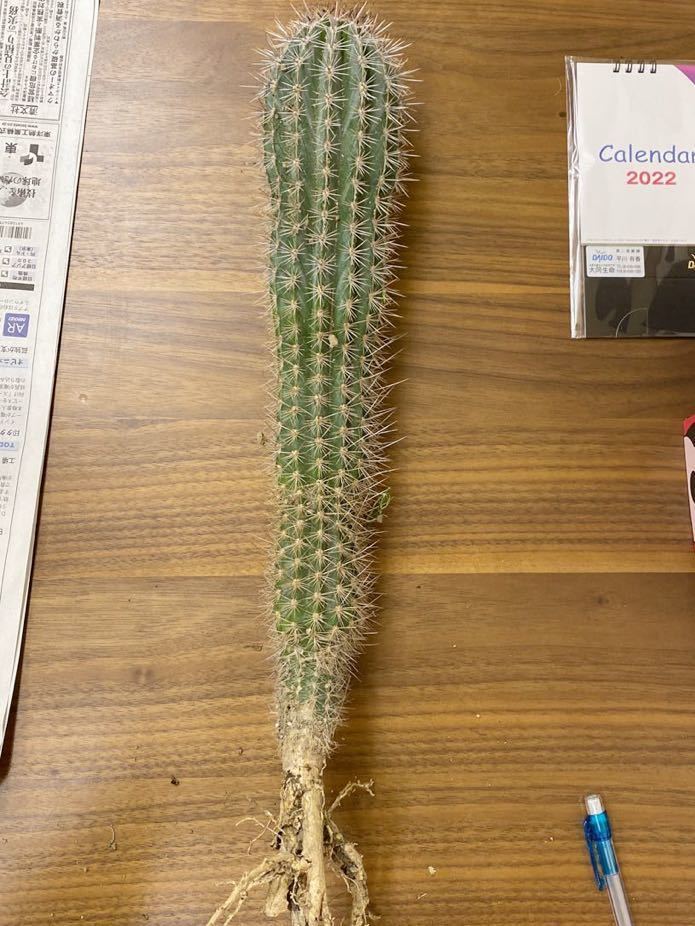弁慶柱 サボテン 武倫柱 弁慶柱 サボテン 武倫柱 植物たちの紹介 柱