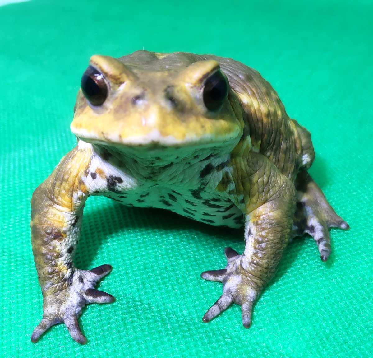 ミヤコヒキガエル ヒキガエル お目々クリクリ かわいい男子 カエル 売買されたオークション情報 Yahooの商品情報をアーカイブ公開 オークファン Aucfan Com ミヤコヒキガエル ヒキガエル お目々クリクリ かわいい男子 カエル 売買されたオークション情報 Yahooの商品情報をアーカイブ公開 オークファン Aucfan Com
