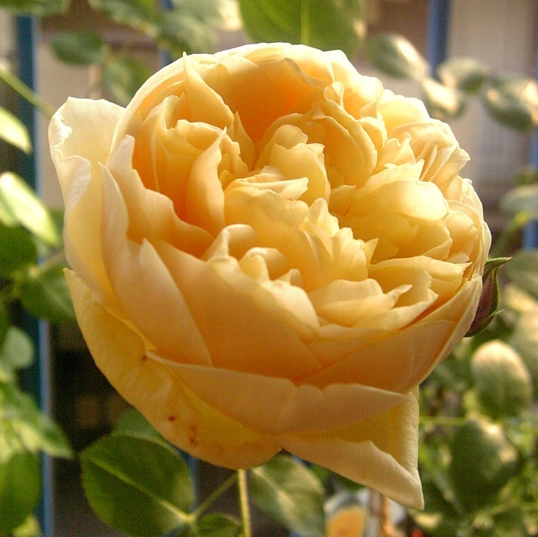 バラ苗 アンブリッジローズ 薔薇 挿し木苗 ER : 専用イエローアン