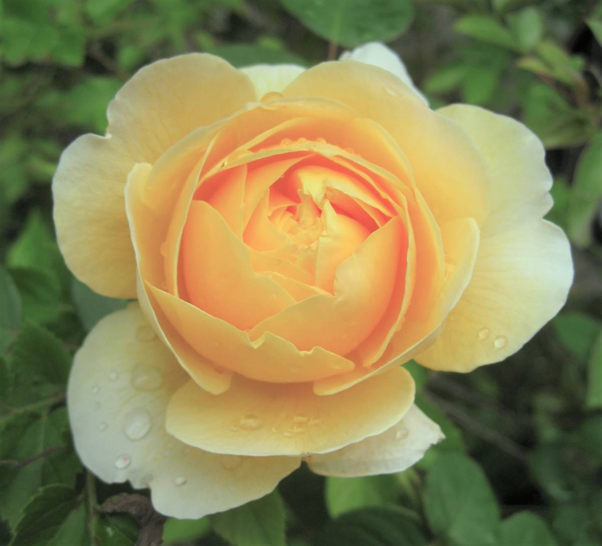 バラ苗 アンブリッジローズ 薔薇 挿し木苗 ER : 専用イエローアン
