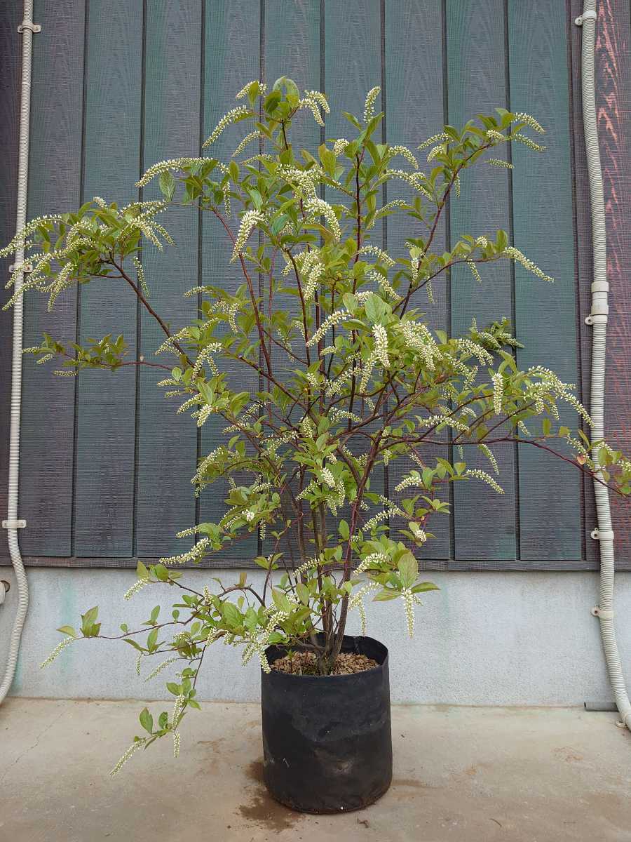 【紅葉が見られる木】コバノズイナ　庭木　植木　ガーデニング_1