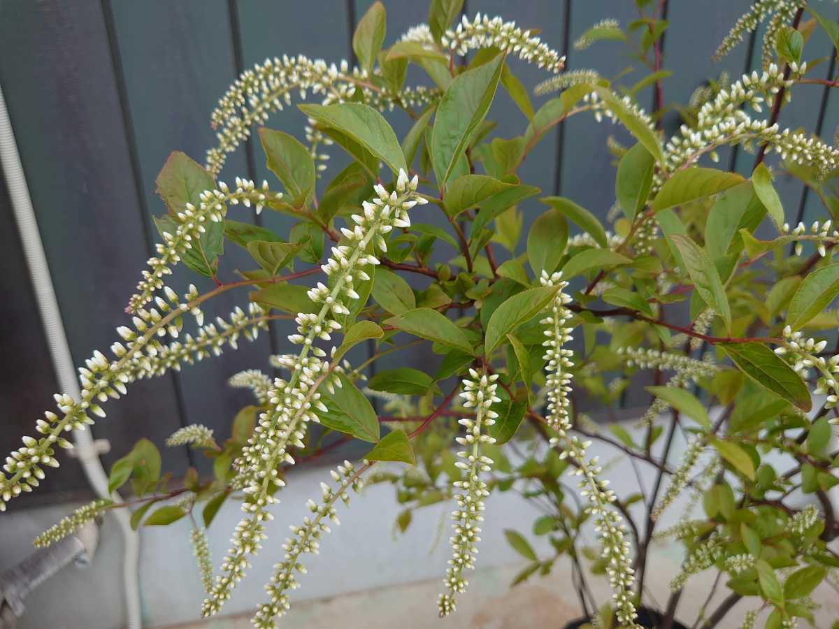 【紅葉が見られる木】コバノズイナ　庭木　植木　ガーデニング_2