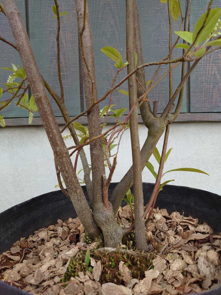 【紅葉が見られる木】コバノズイナ　庭木　植木　ガーデニング_3