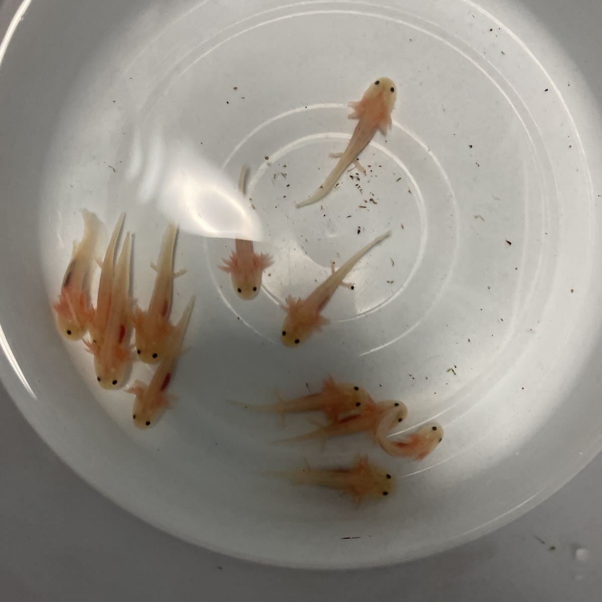 ウーパールーパー リューシ 5匹セット 約6センチ 手足生えてます 赤虫食べています イモリ サラマンダー 売買されたオークション情報 Yahooの商品情報をアーカイブ公開 オークファン Aucfan Com