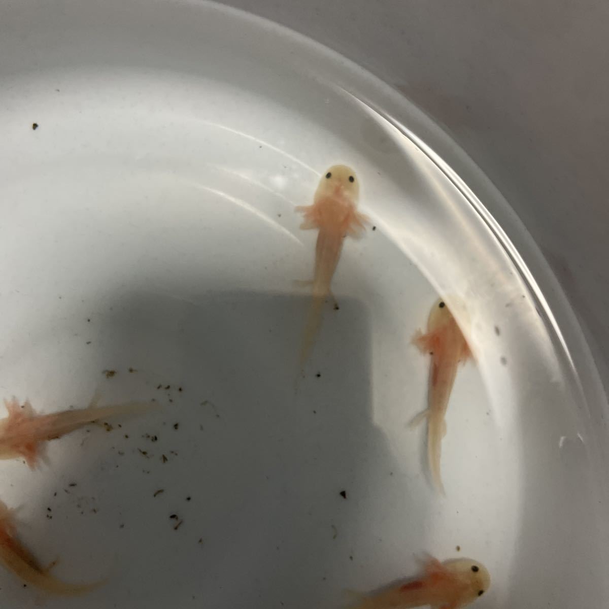 ウーパールーパー リューシ 5匹セット 約6センチ 手足生えてます 赤虫食べています イモリ サラマンダー 売買されたオークション情報 Yahooの商品情報をアーカイブ公開 オークファン Aucfan Com
