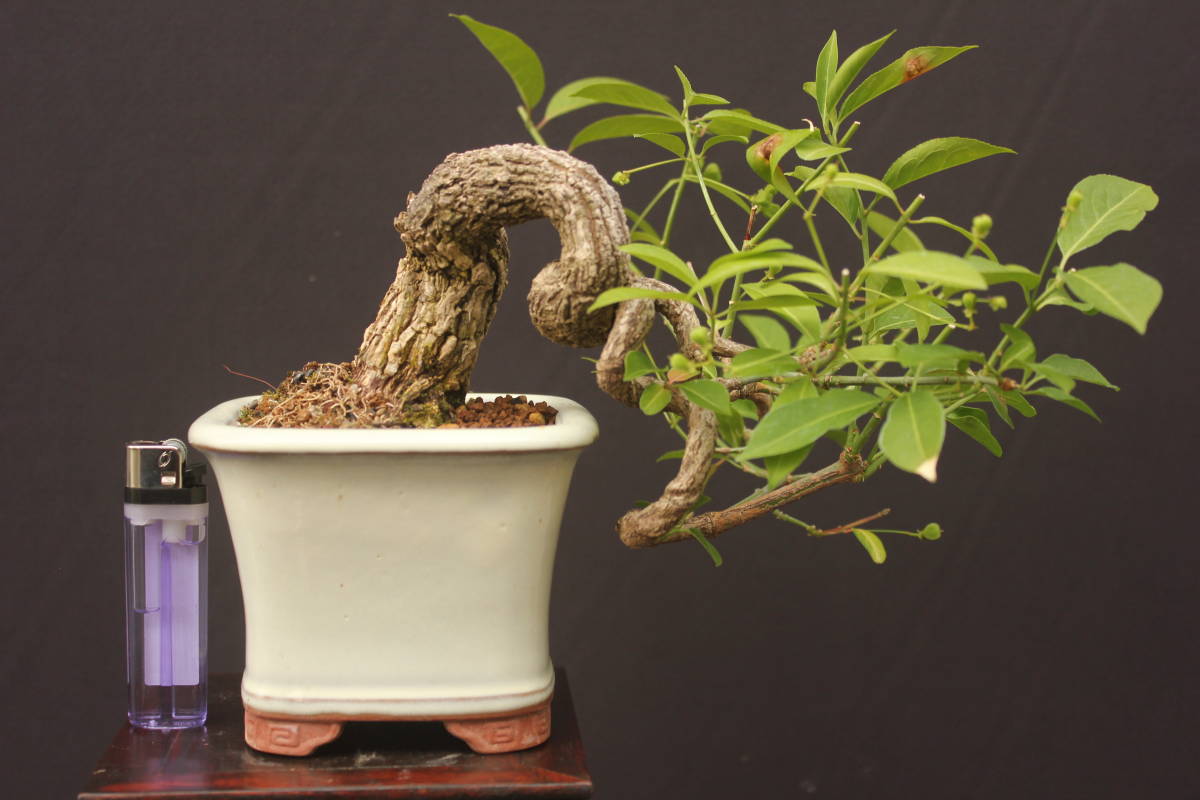 五葉松 荒皮性盆栽 模様木 小品盆栽 針金掛け済み 五葉松 荒皮性盆栽