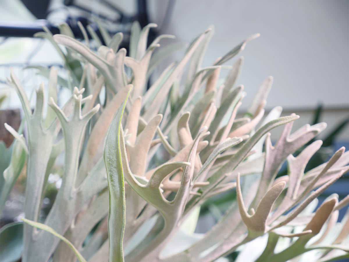 お得！もう一株付き◇ P.Elsa エルサ Platycerium コウモリラン 