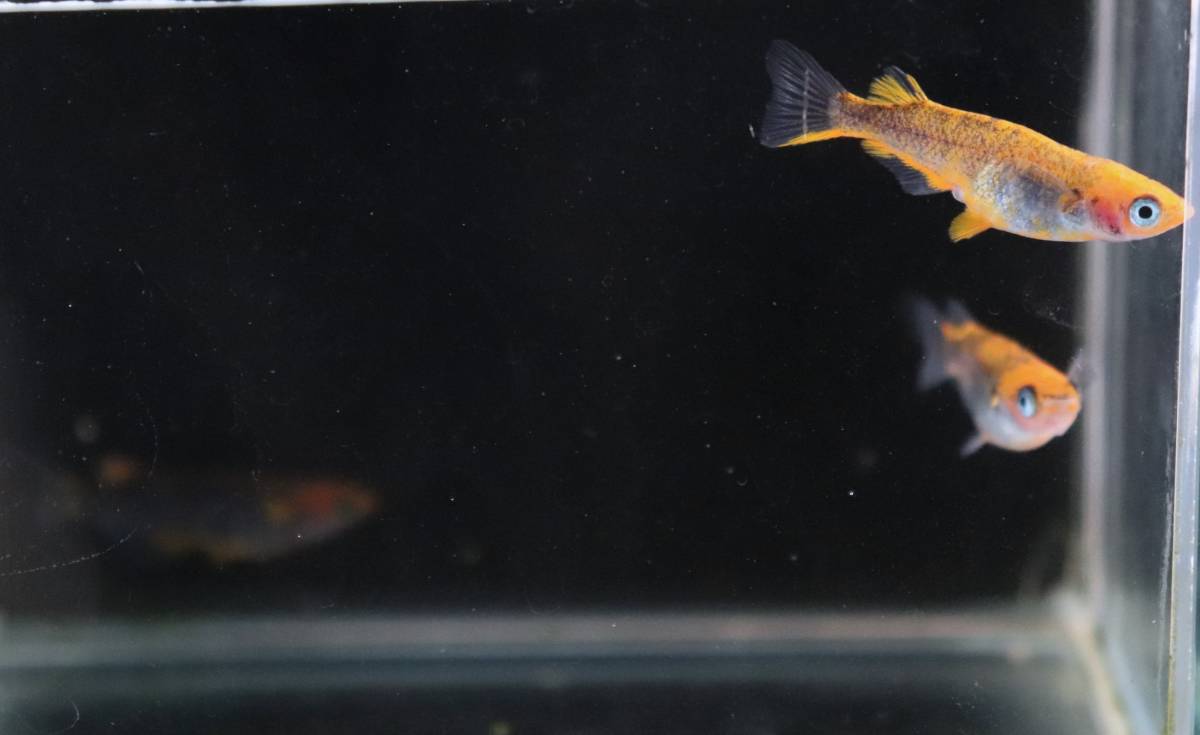 魚類、水生生物 【大川めだか】 五式typeR・GOD 3ペア 【現物出品 