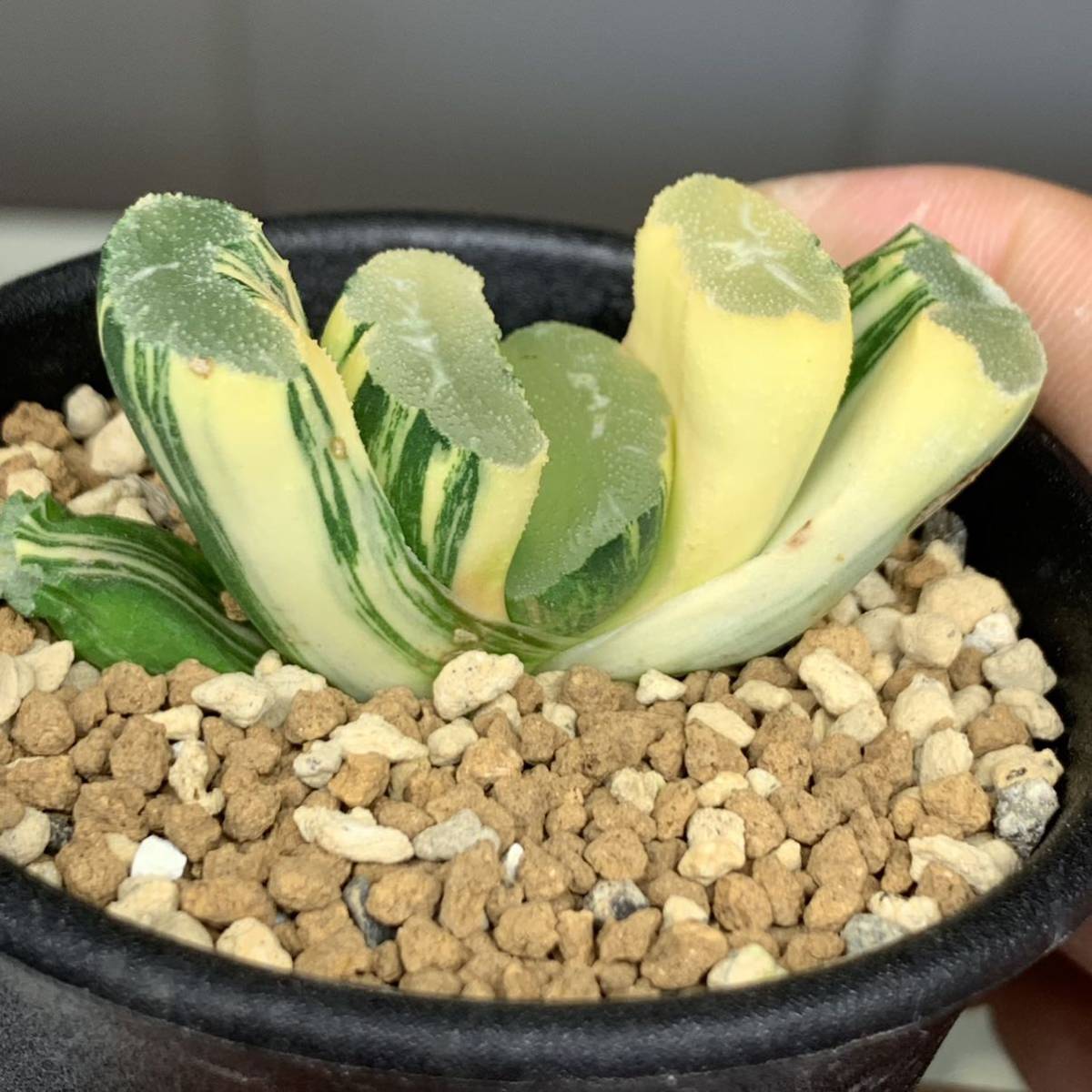 ハオルチア　玉扇　大縄錦　極上斑 ハオルチア 玉扇 多肉植物 玉扇錦 極上斑 大縄錦 ≧∇≦）多肉