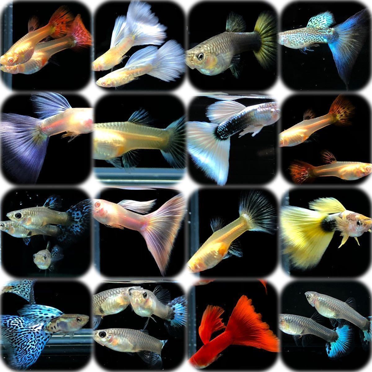 Tropical Fresh 国産グッピー 各種 稚魚 50匹 グッピー 売買されたオークション情報 Yahooの商品情報をアーカイブ公開 オークファン Aucfan Com