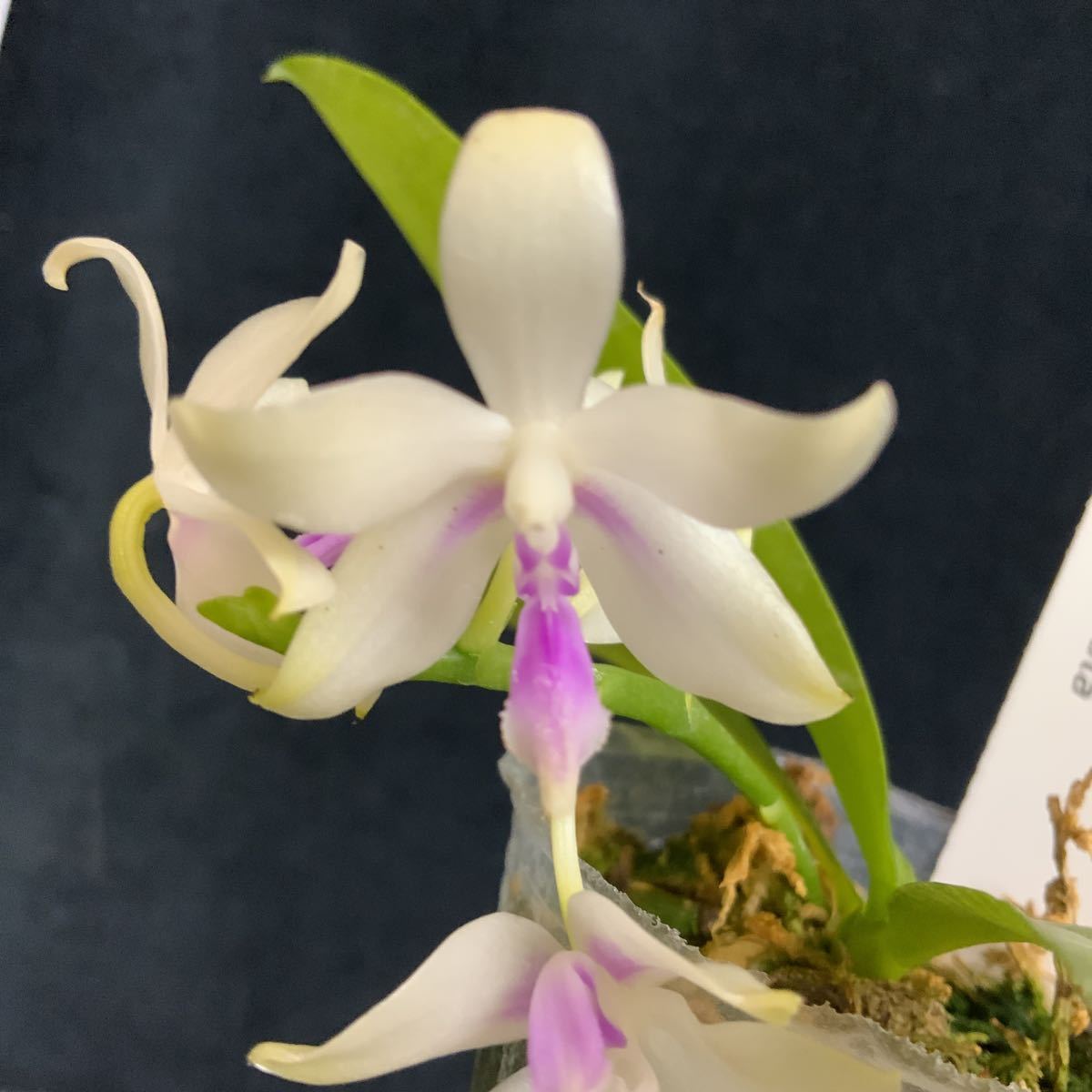 全国無料，高品質 ^ ^ 983 Phal. fimbriata(ラン)｜売買されたオークション情報、yahooの商品情報をアーカイブ公開 - オークファン ラン