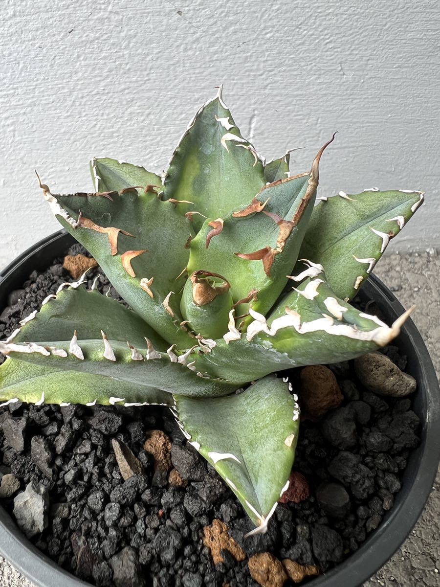 チタノタ アガベ | 白鯨\\u2044Agave titanota Rocon 台湾 白鯨