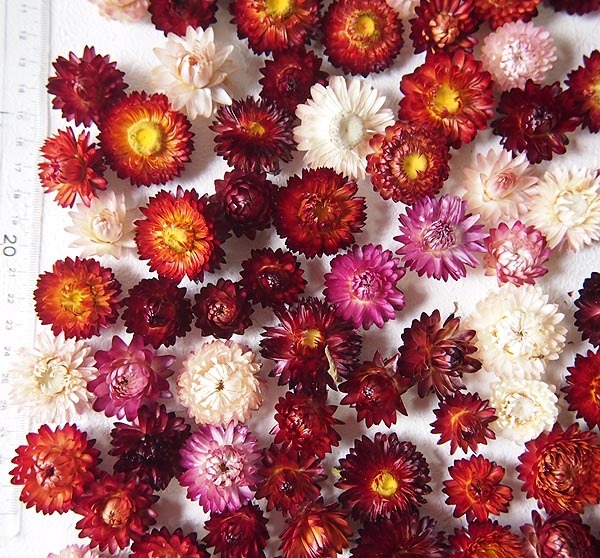 0個以上 ヘリクリサム 貝細工 ドライフラワー ヘッド ミックス 花材 素材 一般 売買されたオークション情報 Yahooの商品情報をアーカイブ公開 オークファン Aucfan Com