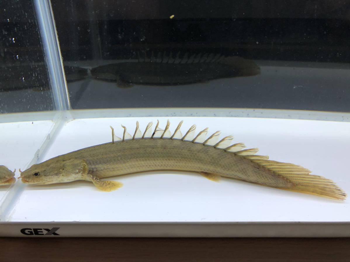 ☆極美個体☆ビキールビキール ±25cm
