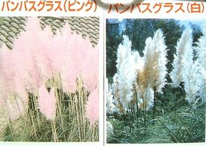 パンパスグラスの値段と価格推移は 130件の売買情報を集計したパンパスグラスの価格や価値の推移データを公開