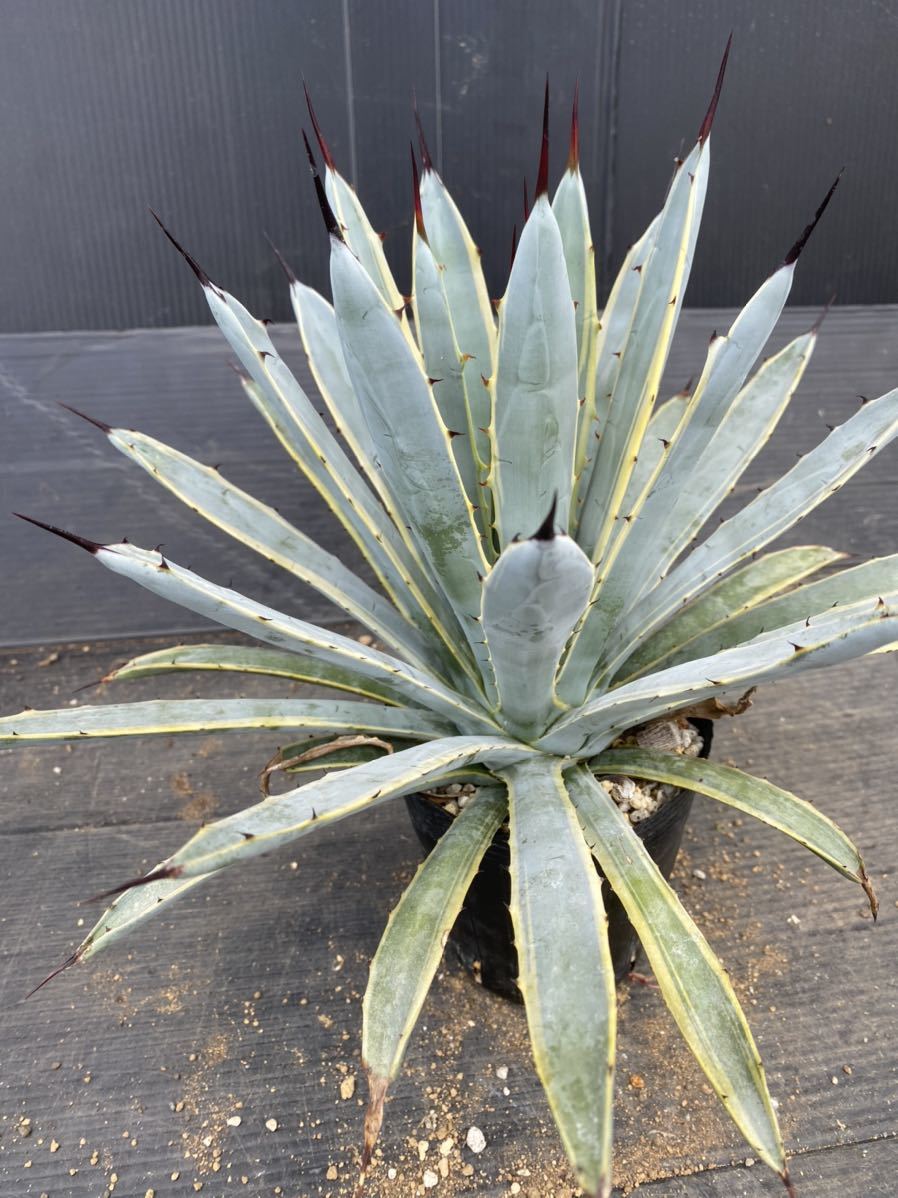 アガベ マクロアカンサ ブルーリボン 1 （Agave macroacantha Blue 