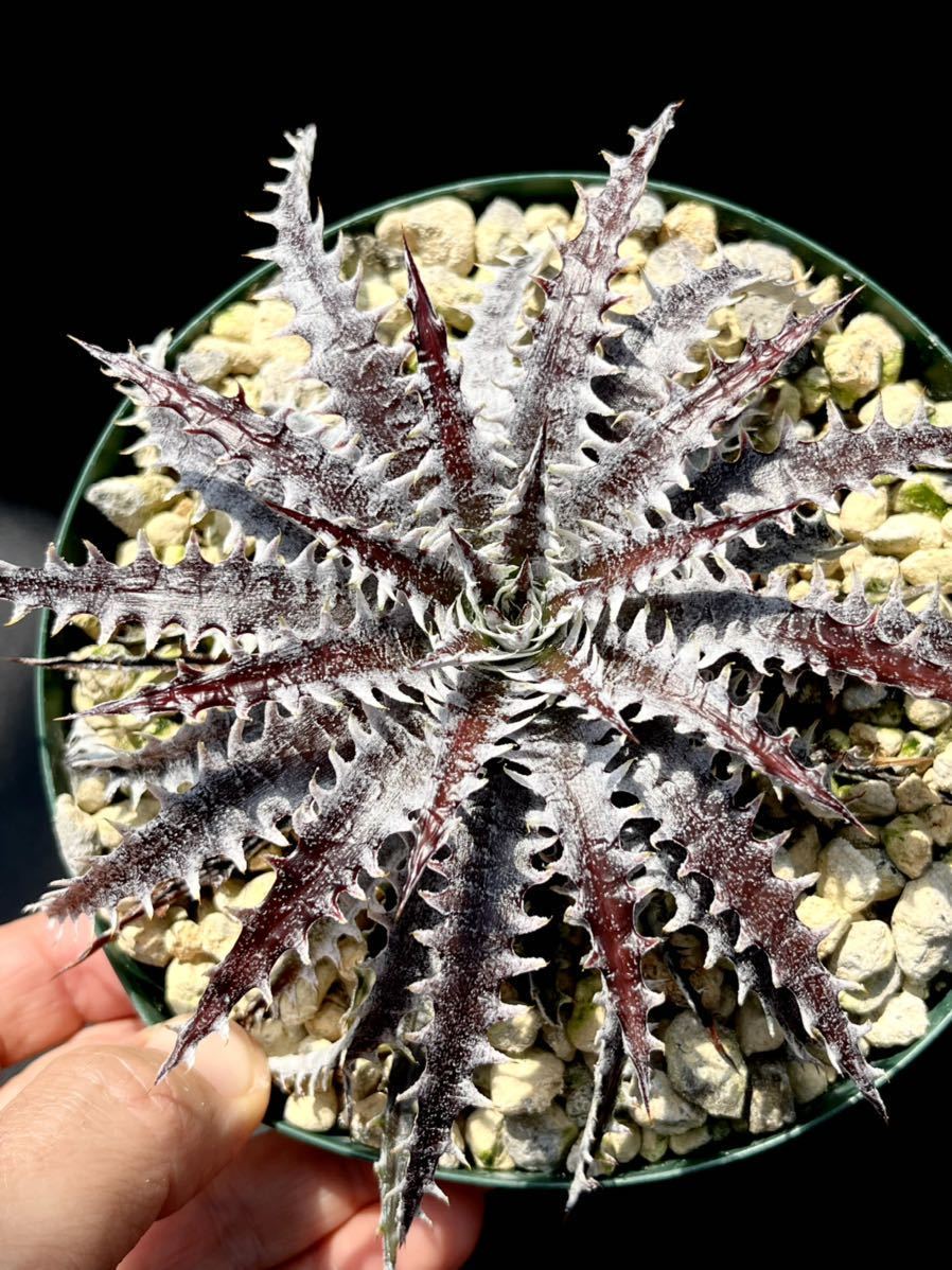 ディッキア Dyckia 'Brittle Star' F3 D012 from US 子株②(アナナス