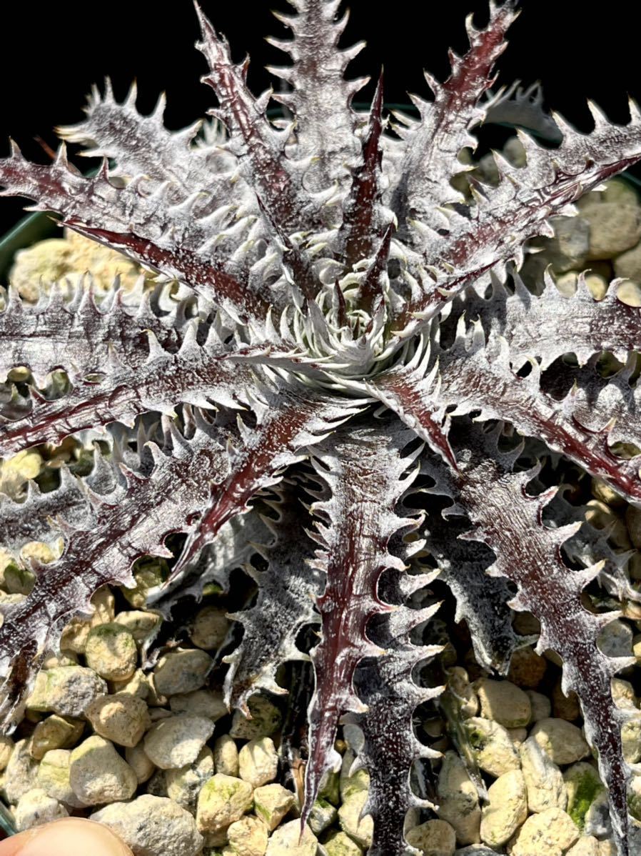 ディッキア Dyckia 'Brittle Star' F3 D012 from US 子株②(アナナス
