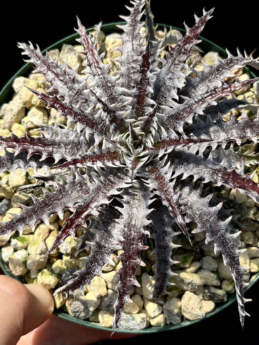 ディッキア Dyckia 'Brittle Star' F3 D012 from US 子株②(アナナス