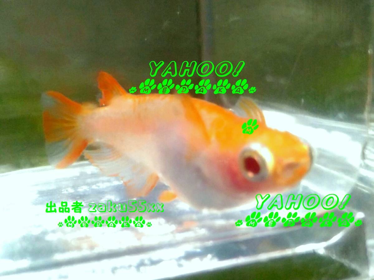 赤目 卵 50個+α アルビノ メダカ 合計 約55個程 紅ほっぺ 紅白 めだか(めだか)|売買されたオークション情報、yahooの商品情報を ...