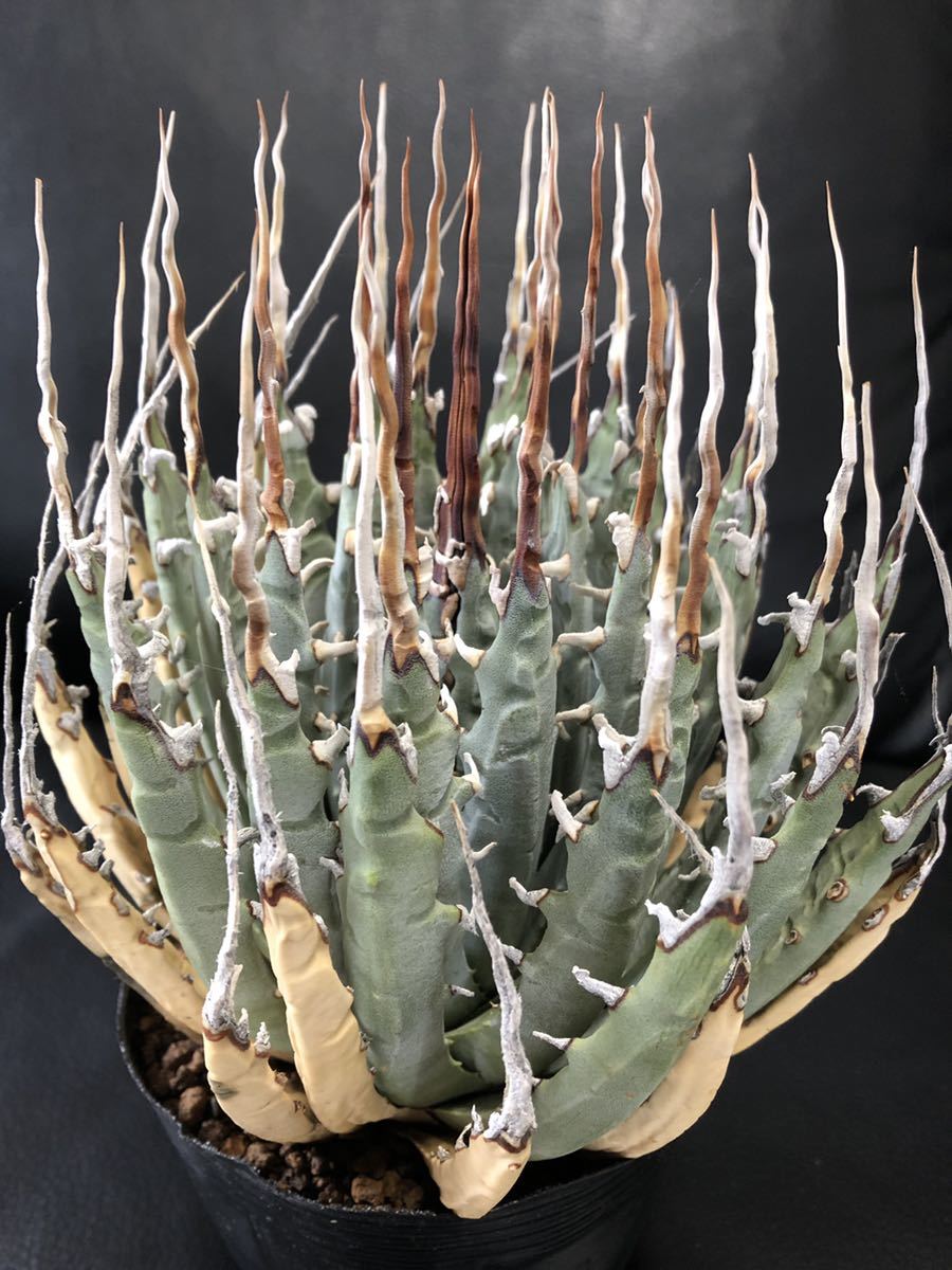 C13 Agave アガベ ユタエンシスエボリスピナ