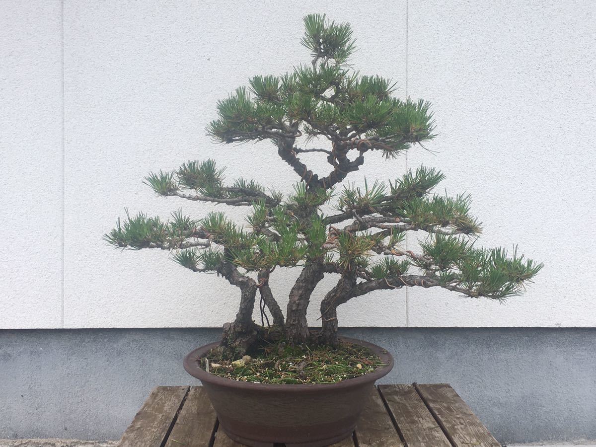黒松 大品盆栽 古木 四幹 根繋がり 樹高約70.0cm 庭木 植木 松盆栽(松 